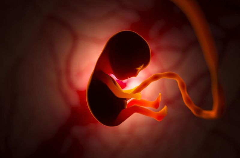Development of human embryo inside womb during pregnancy