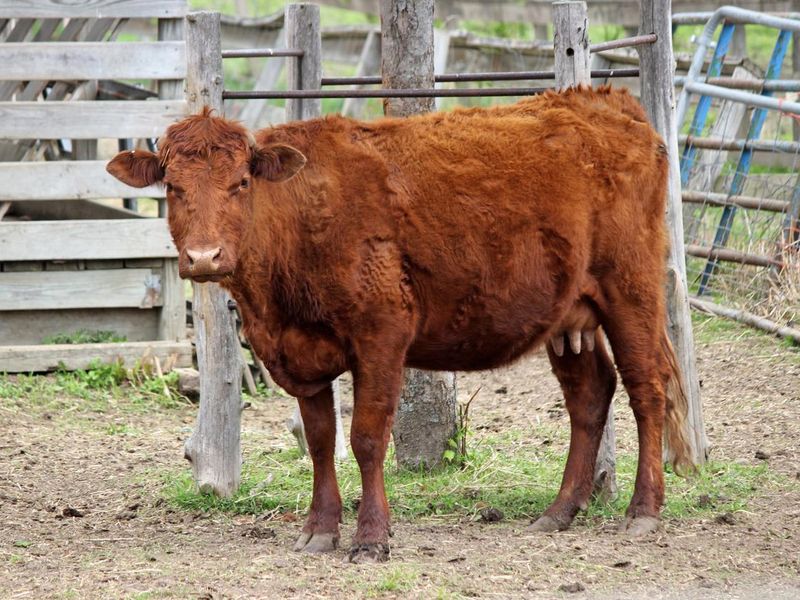 Devon Cow on a Farm