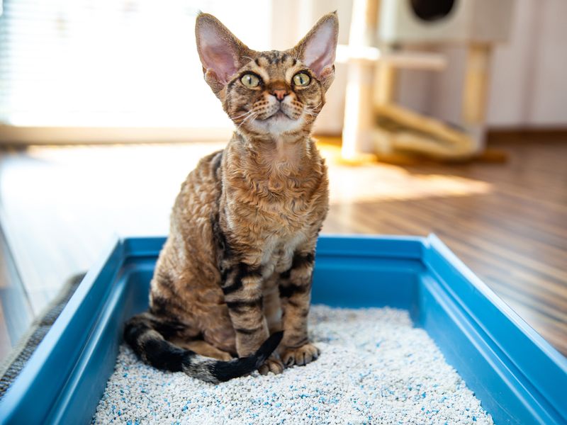 Devon Rex Cat Sitting in Litter Box