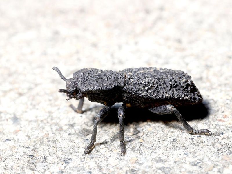 Diabolical Ironclad Beetle (Coleoptera; Diabolicus phloeodes)