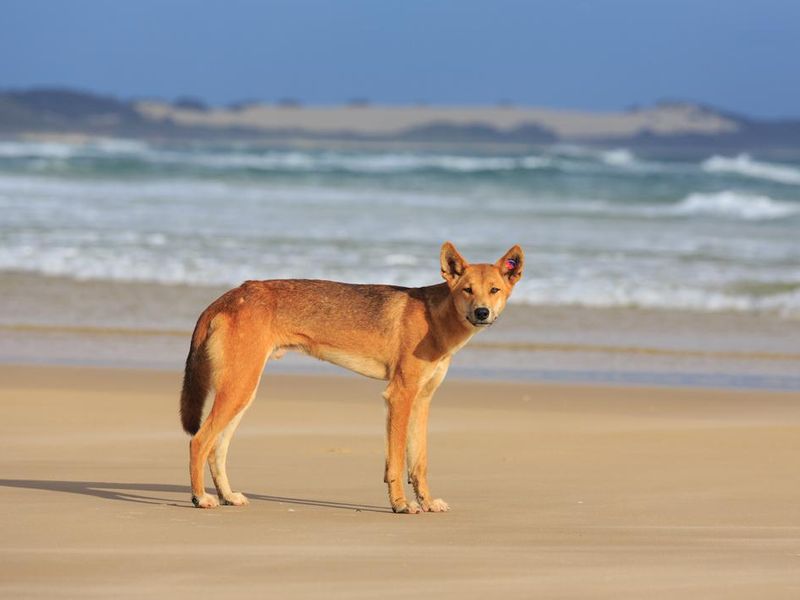 Dingo on Fraser Island Beach