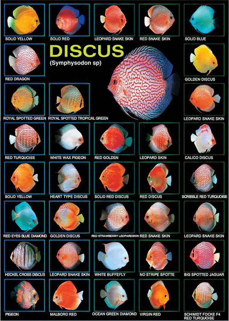 Discus fish colors