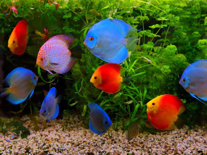 Discus, multi-colored cichlids in the aquarium