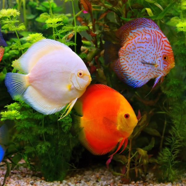 Want the Prettiest Pet Fish? Meet the Discus Fish