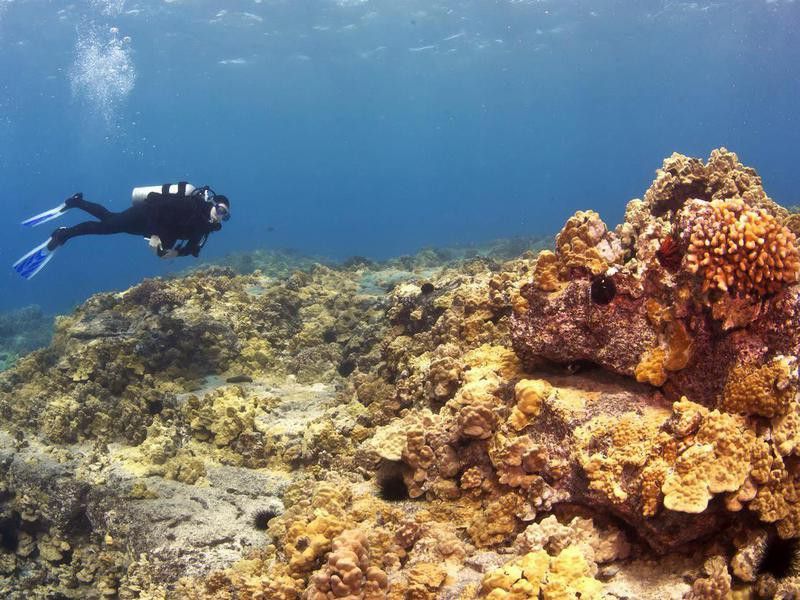 Diver on a Hawaiian Reef