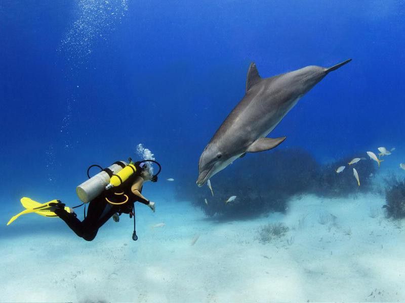 Diver Playing With Dolphin