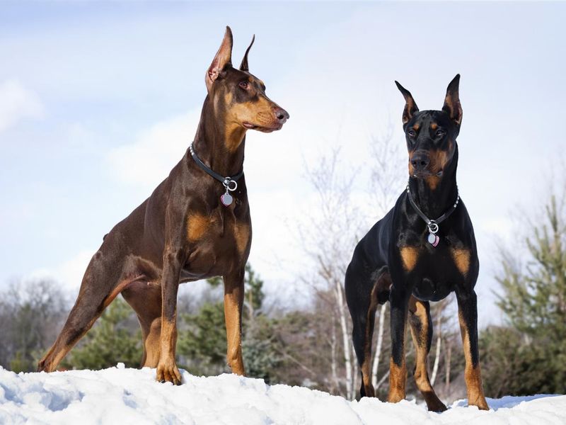 Doberman Pinscher Dogs Outdoors in Winter Snow; Strong Intelligent, Noble