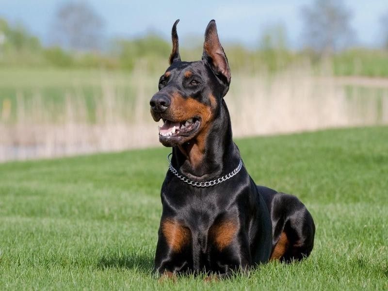 Doberman pinscher guard dog breed