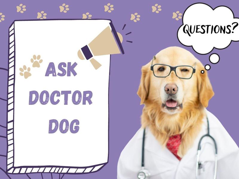 Doctor Dog for Always Pets