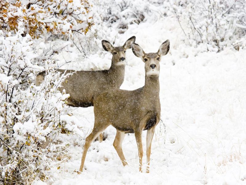 Doe mule deer in the snow