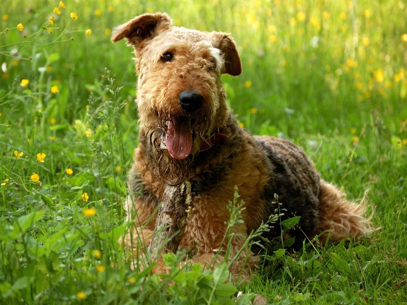 Dog airedale terrier lying on grass
