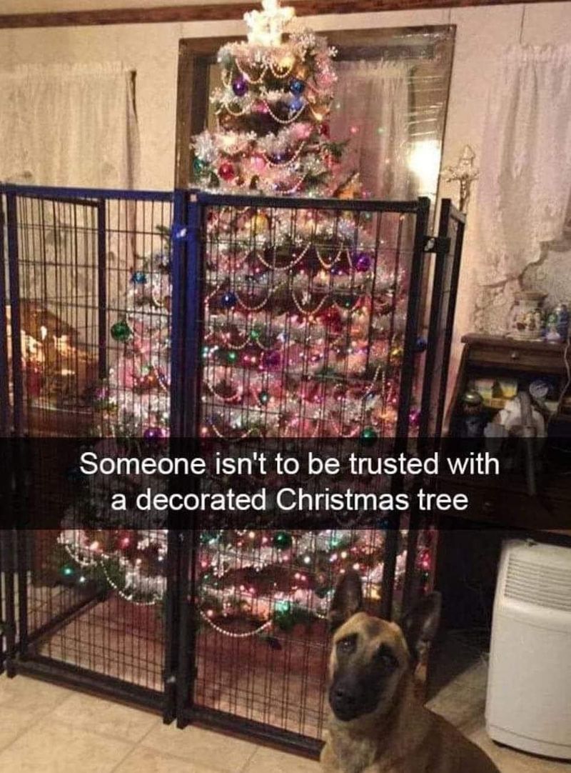 Dog and a Christmas tree meme