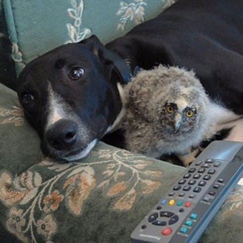 Dog and bird on couch