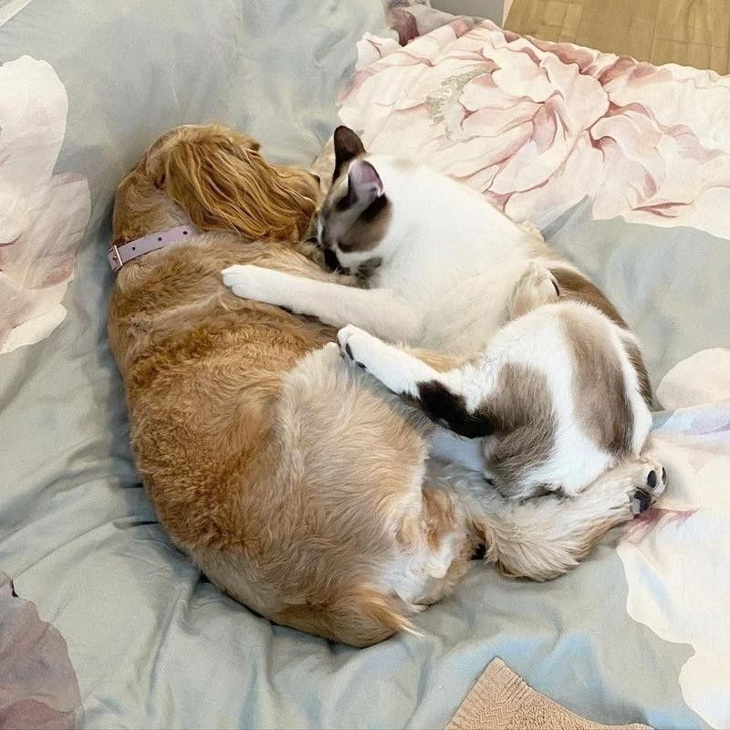 Dog and cat cudlling
