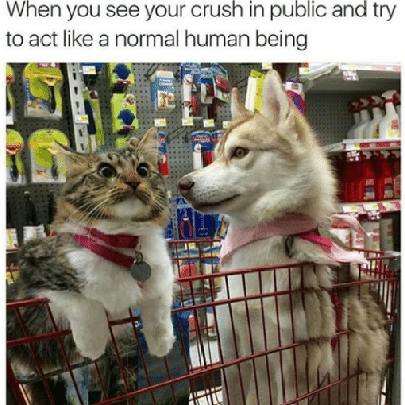 Dog and cat meme