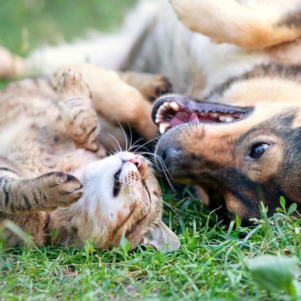 Ask Doctor Dog: Can Cats and Dogs Get Along?