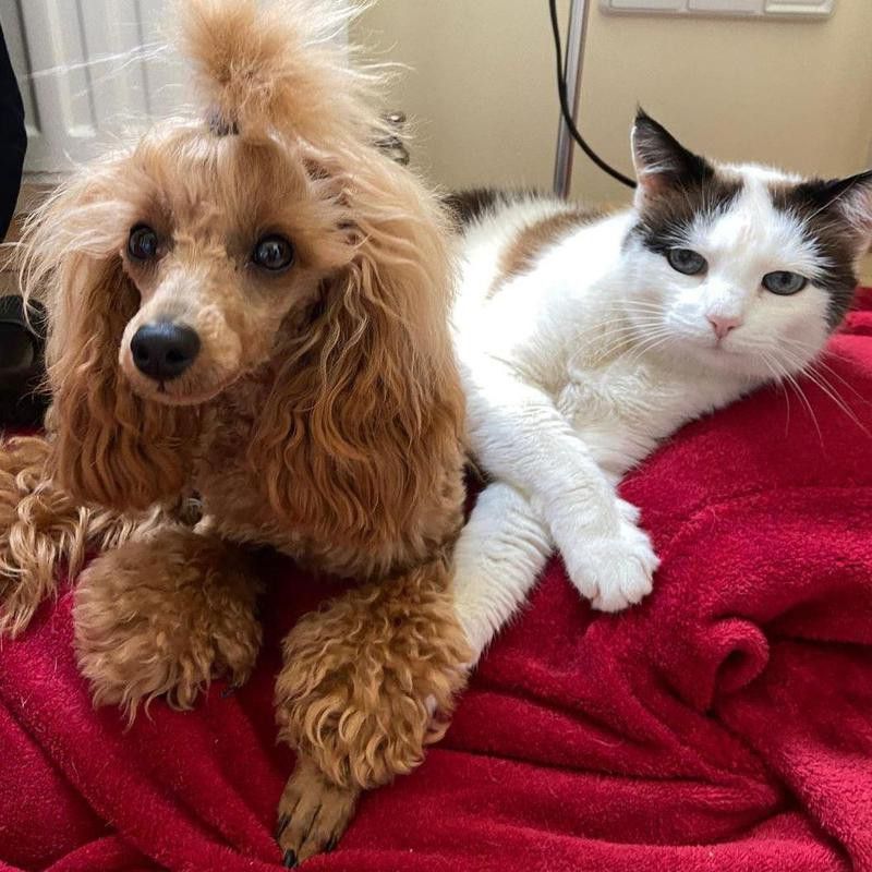 Dog and cat snuggling