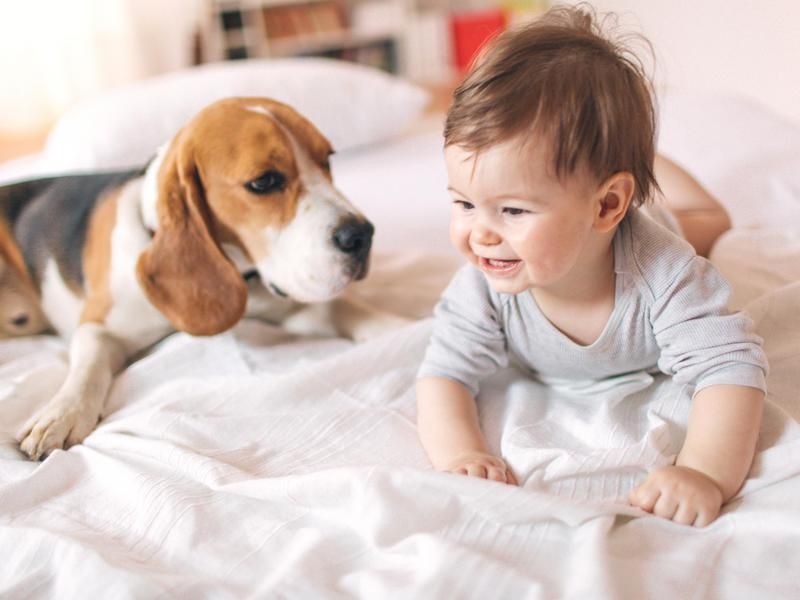 Best Dog Breeds for Babies | FamilyMinded
