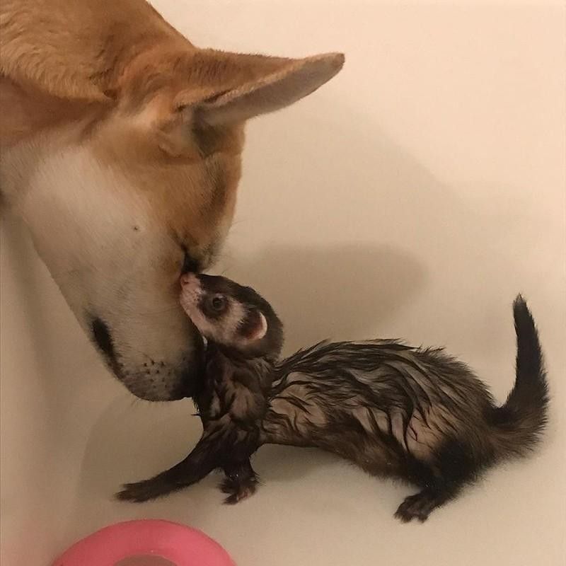 Dog and ferret