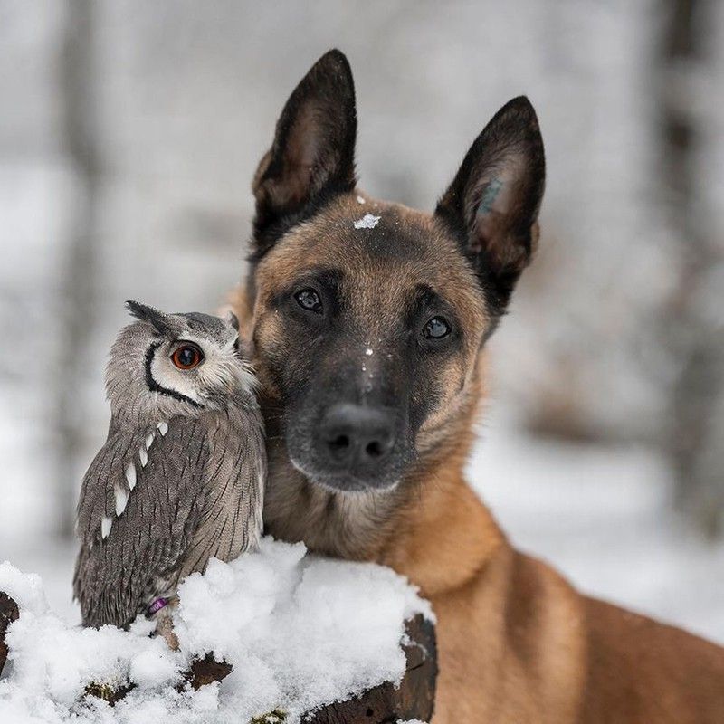 Dog and owl