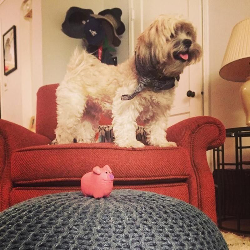 Dog and toy pig