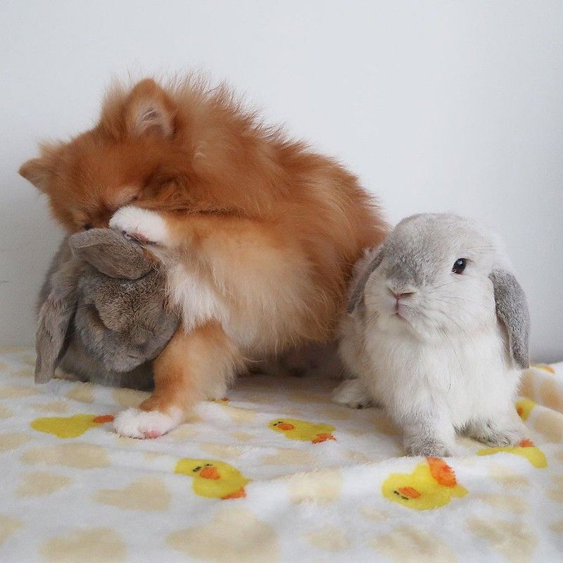Dog and two rabbits