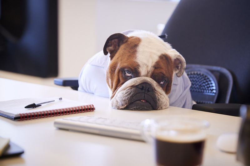 Dog at a desk