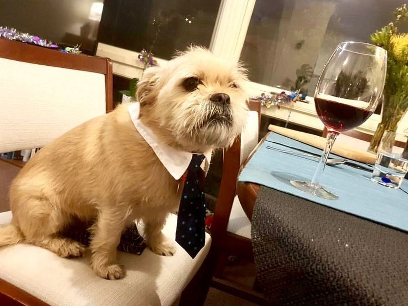 Dog at dinner