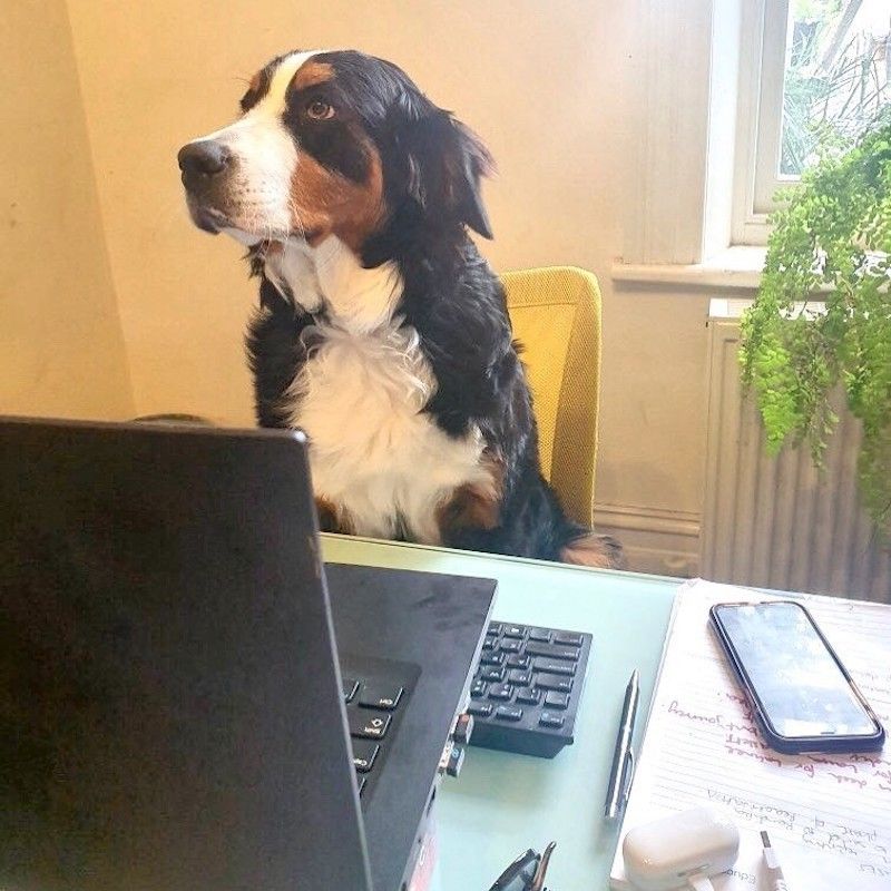 Dog at home desk
