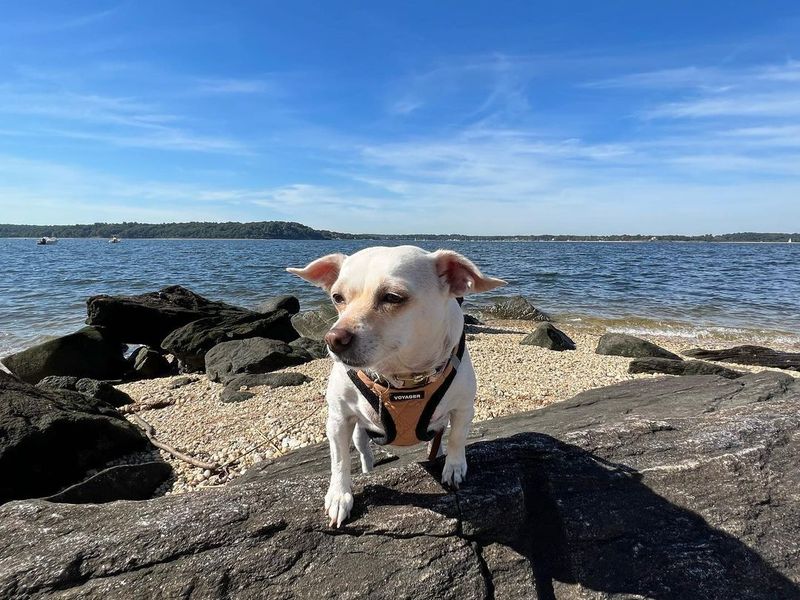 Dog at Lloyd Harbor Beach