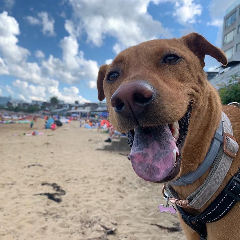 Dog at the beach photobomb