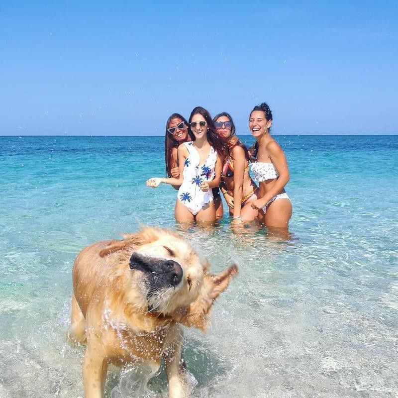 Dog at the beach photobombing a group of friends