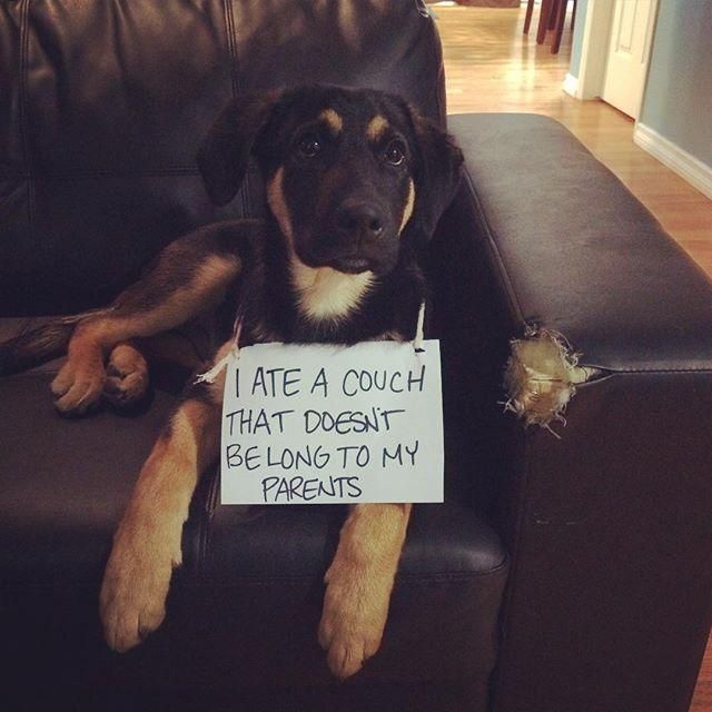 Dog ate a couch