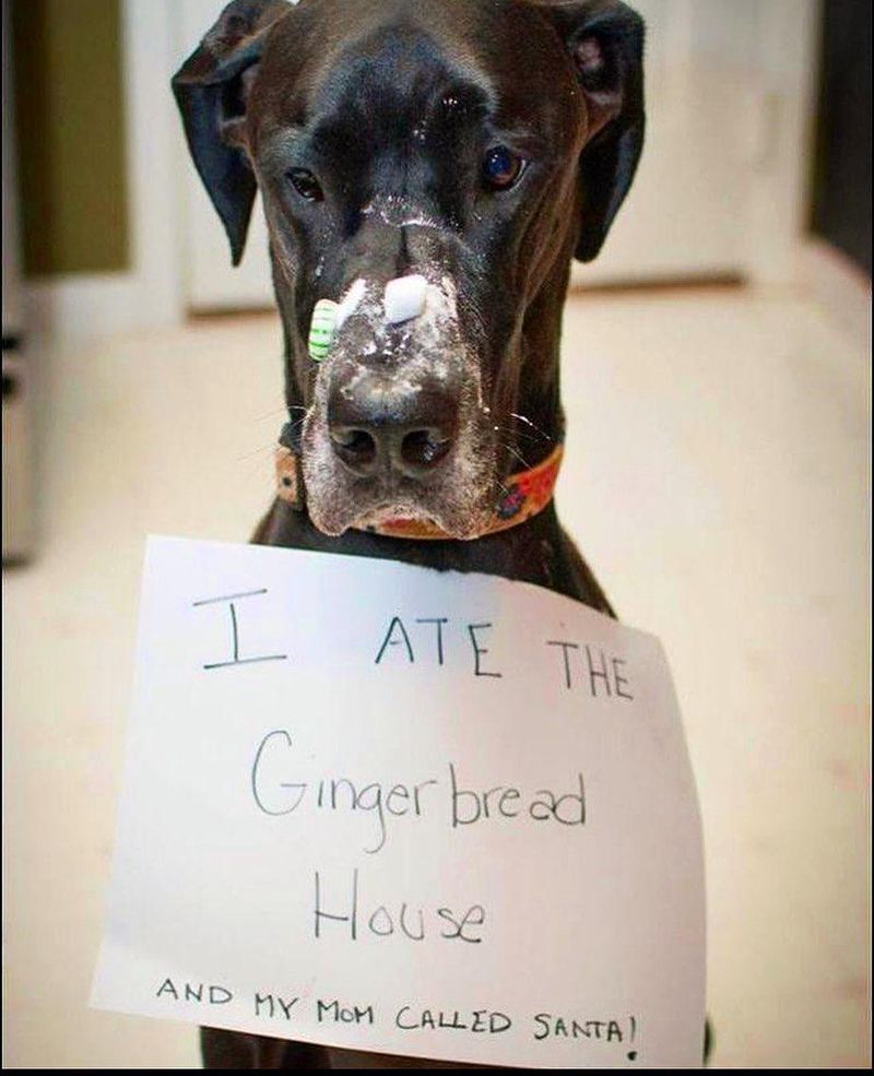 Dog ate a gingerbread house