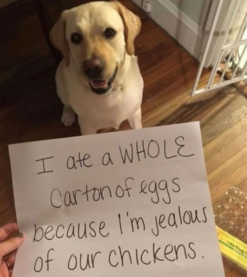 Dog ate a whole carton of eggs