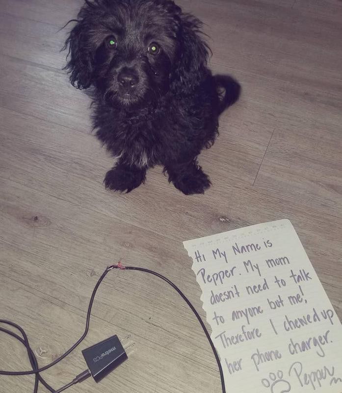 Dog ate phone charger
