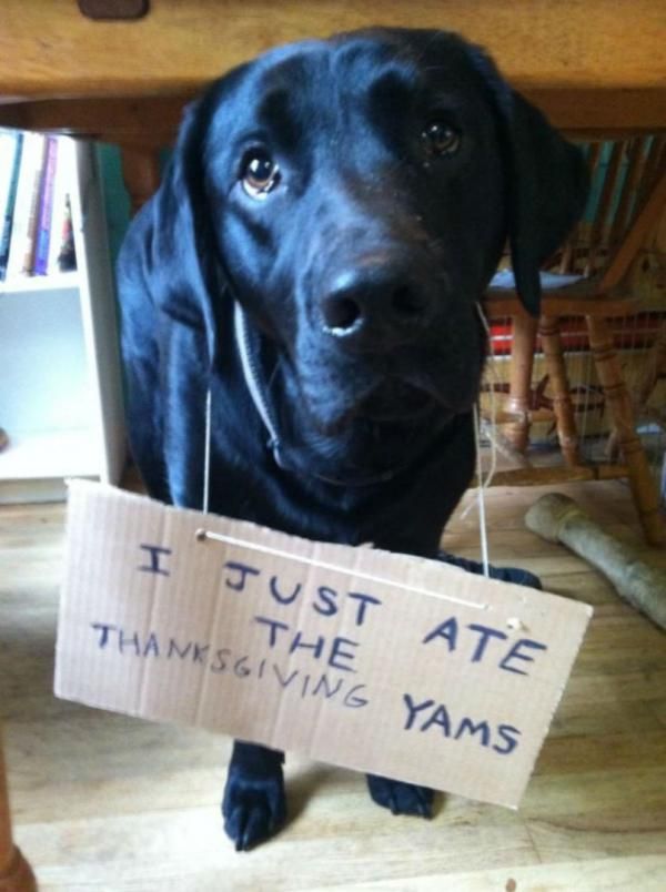 Dog ate the Thanksgiving yams