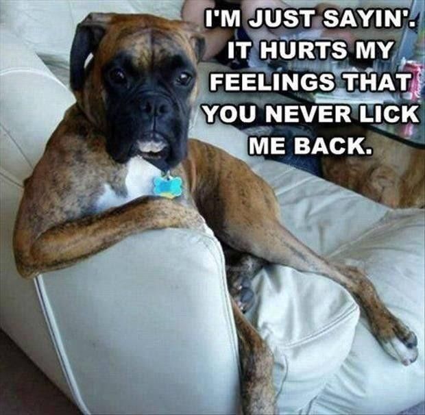 Dog being honest about feelings