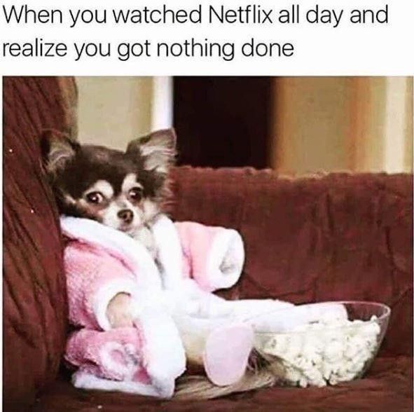 Dog binge-watching Netflix