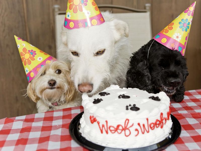 Dog Birthday Party Eating Cake