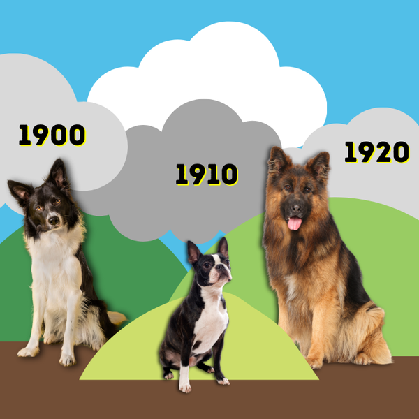 Most Popular Dog Breed From Every Decade
