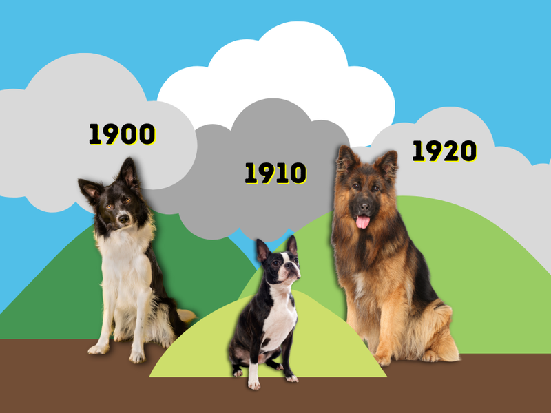 Dog breeds by decade
