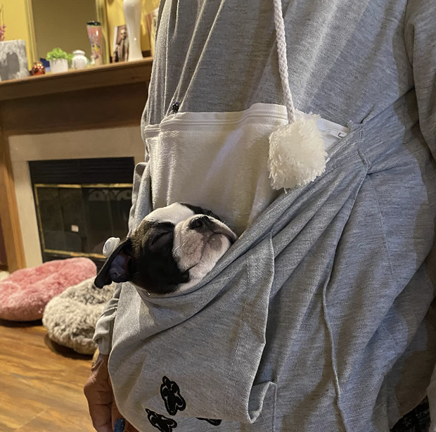 Dog carrying sweatshirt