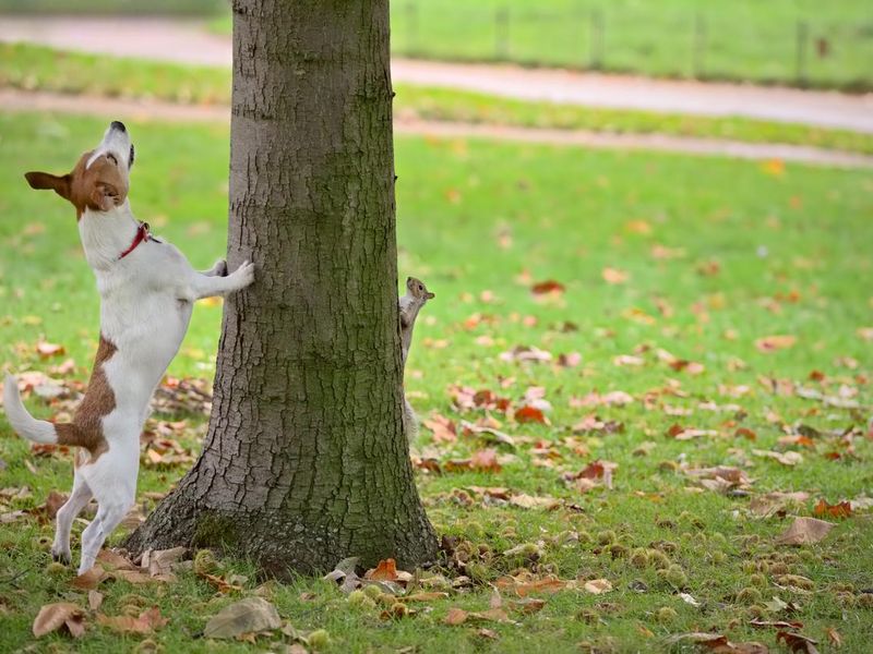 Dog chasing squirrel up tree