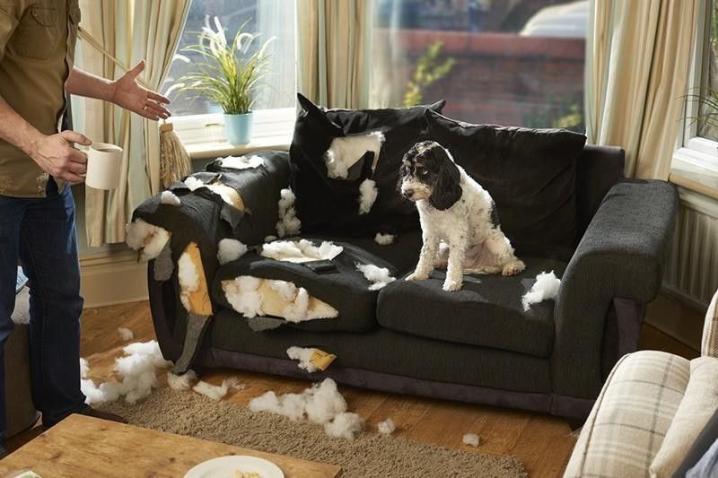 Dog chewing couch