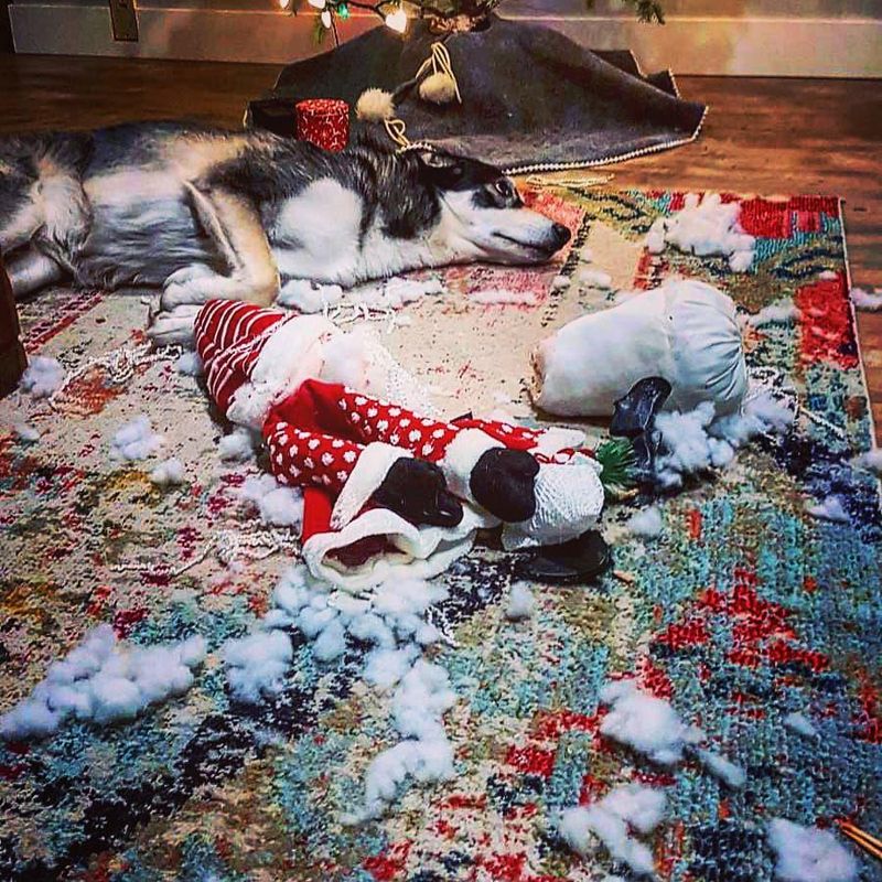 Dog destroying Christmas presents