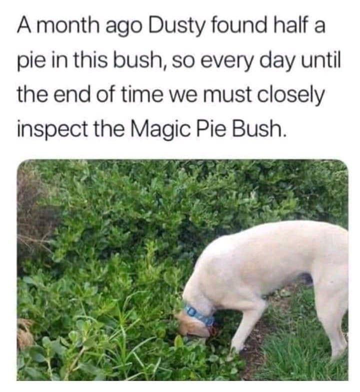 Dog digging in bush