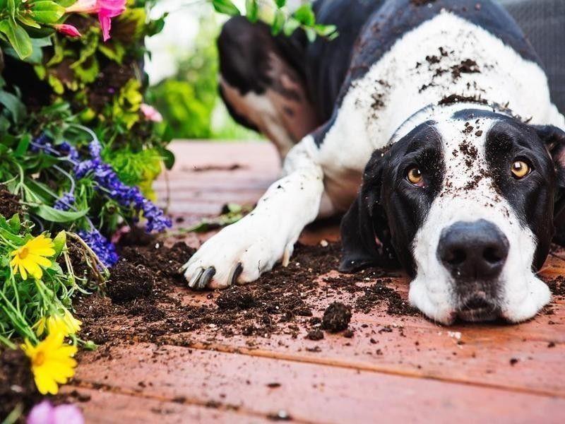 Dog digging up and eating garden plants