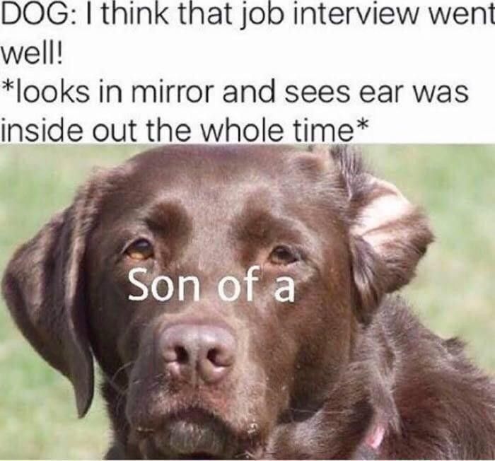 Dog discovers a problem with his ear