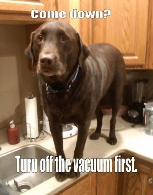 Dog doesn't like vacuums